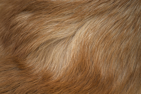 The In-Between Glow: How to Maintain a Salon-Standard Coat at Home
