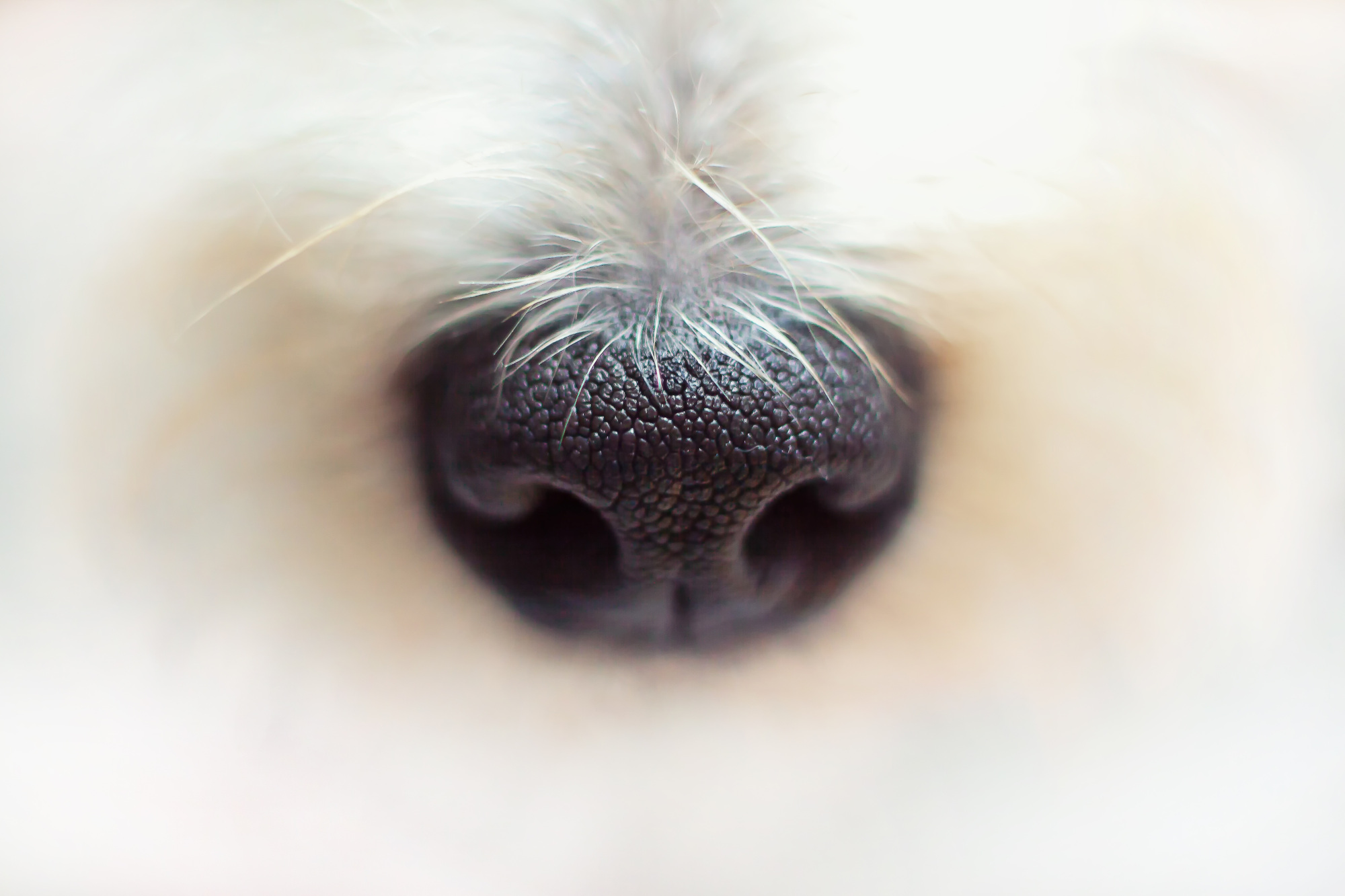 A Gentle Touch: Why We Prioritise a Low-Stress Environment