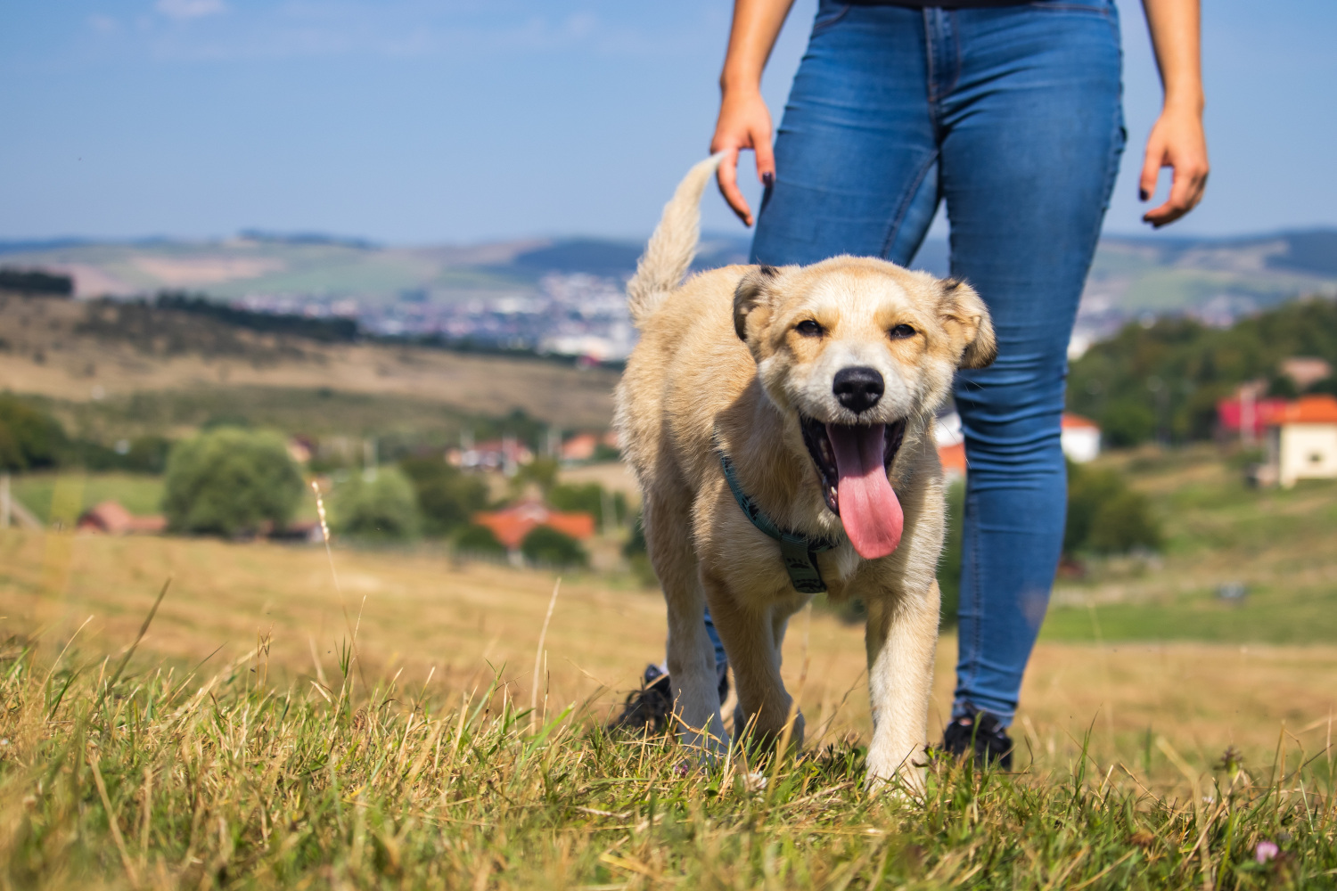 Paws and Paths: Our Favourite Dog-Friendly Walks in East Devon