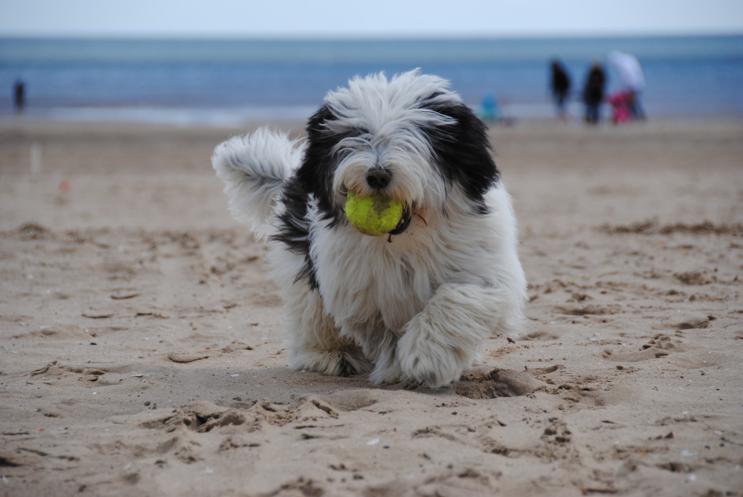 National Dog Day: Celebrating Devon’s Dogs & The Joy They Bring Us Every Day